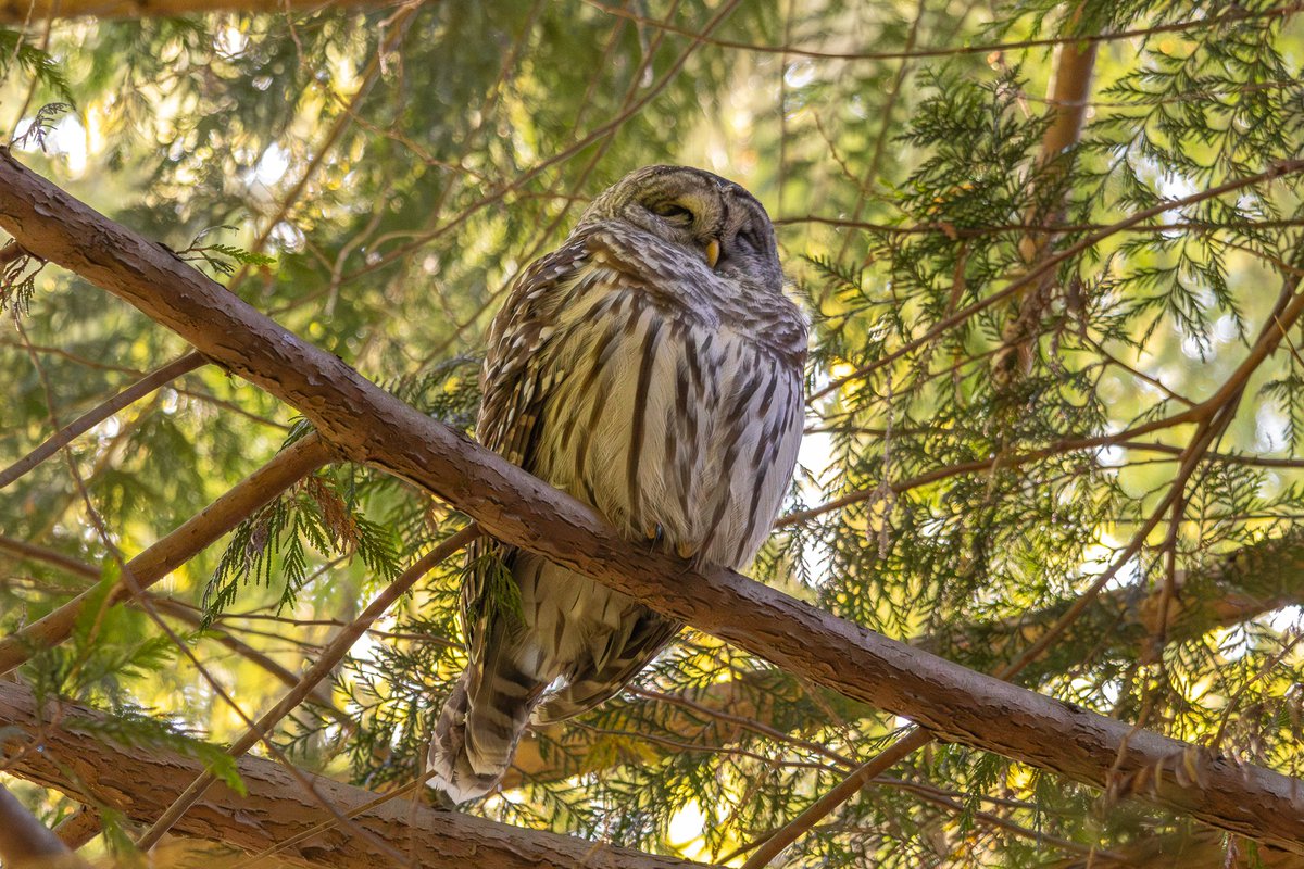 daviddadummy's tweet photo. snoozy owl we found in the forest between lectures 🥰 https://t.co/iJpGdA5cgy