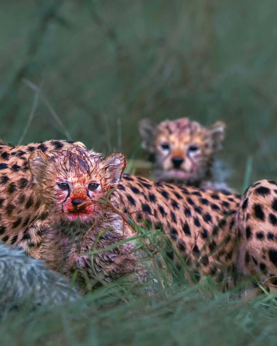 Complex's tweet photo. A photographer captures cheetah cubs right after their meal.

[📸: @madhurnangia_photography ] https://t.co/AATHi4XQf8
