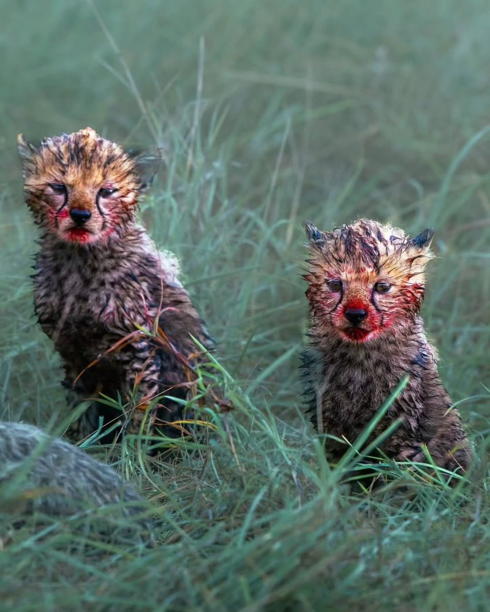 Complex's tweet photo. A photographer captures cheetah cubs right after their meal.

[📸: @madhurnangia_photography ] https://t.co/AATHi4XQf8