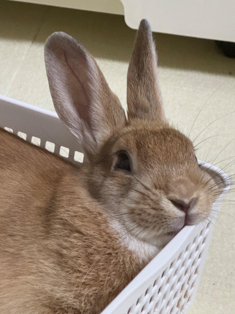 mame_is_rabbit's tweet photo. https://t.co/wNaLmU4Fvf