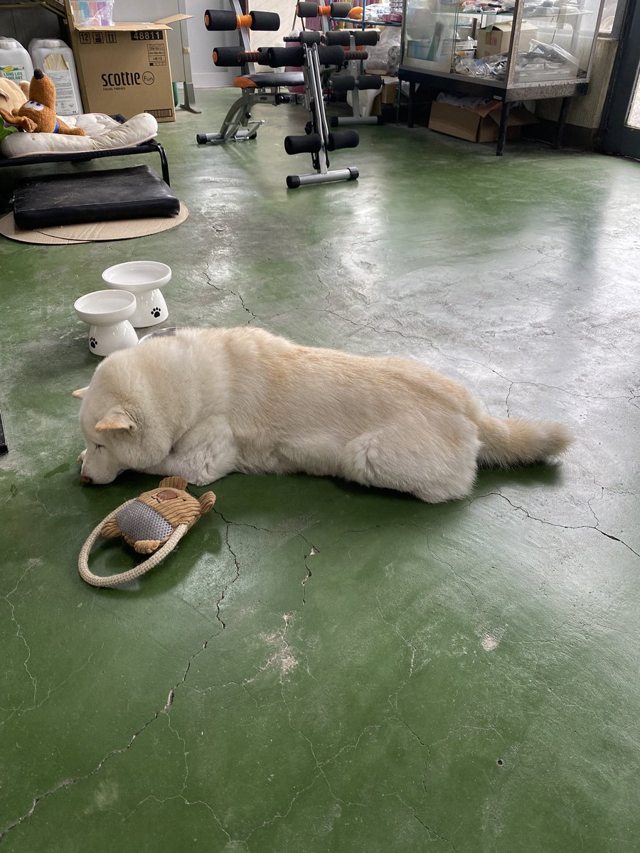 bankinmatu's tweet photo. おそらく腰の古傷が痛んでるんじゃないかな。今日も病院行かなきゃ。 https://t.co/pma7C7sSCo