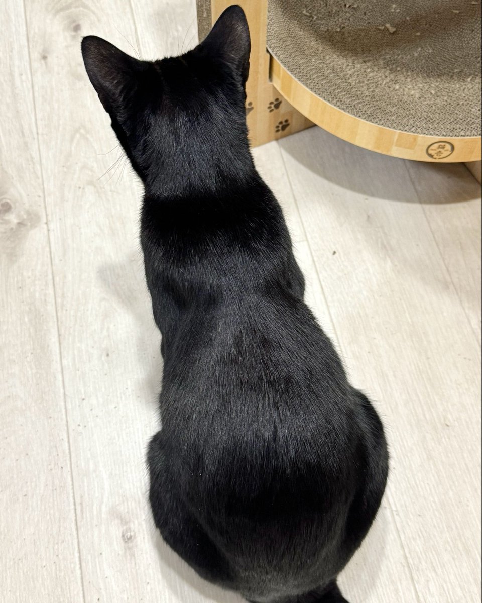 NenekokoC's tweet photo. フォルム100点
×
ツヤ100点

総合10,000点❣️

#ねね #ねねここ #Nene
#つやつや #ツヤツヤ
#キューティクル

#猫 #黒猫 #くろねこ #保護猫 #blackcat https://t.co/t1mLkJgGUA