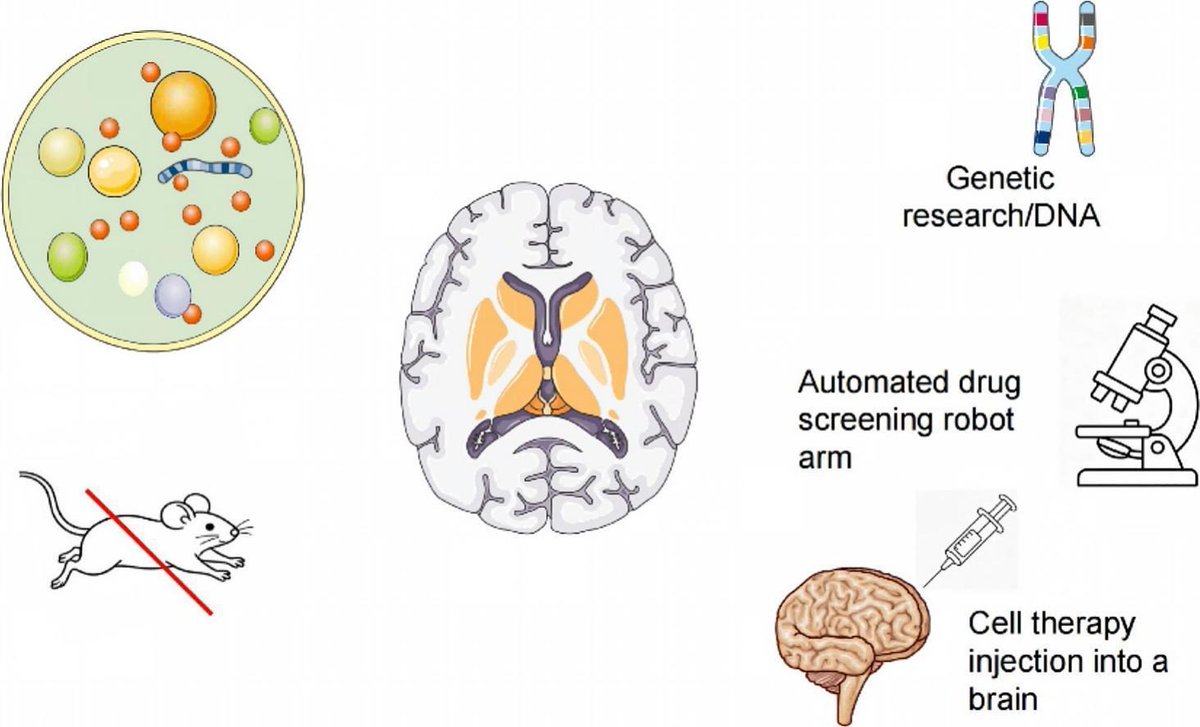 NeuralCell's tweet photo. 🧠 Read this #OpenAccess review examining midbrain organoid-based #ParkinsonsDisease modeling through a concept-driven lens: https://t.co/3dABUrCfEM https://t.co/Hi3I3731d3