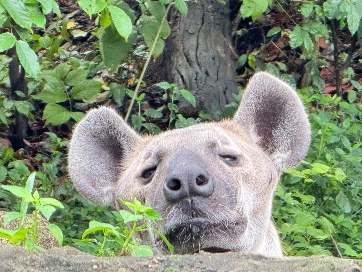 KhaokheowZoo's tweet photo. 🧐 หวัดดี https://t.co/Y7nSdmmEGu