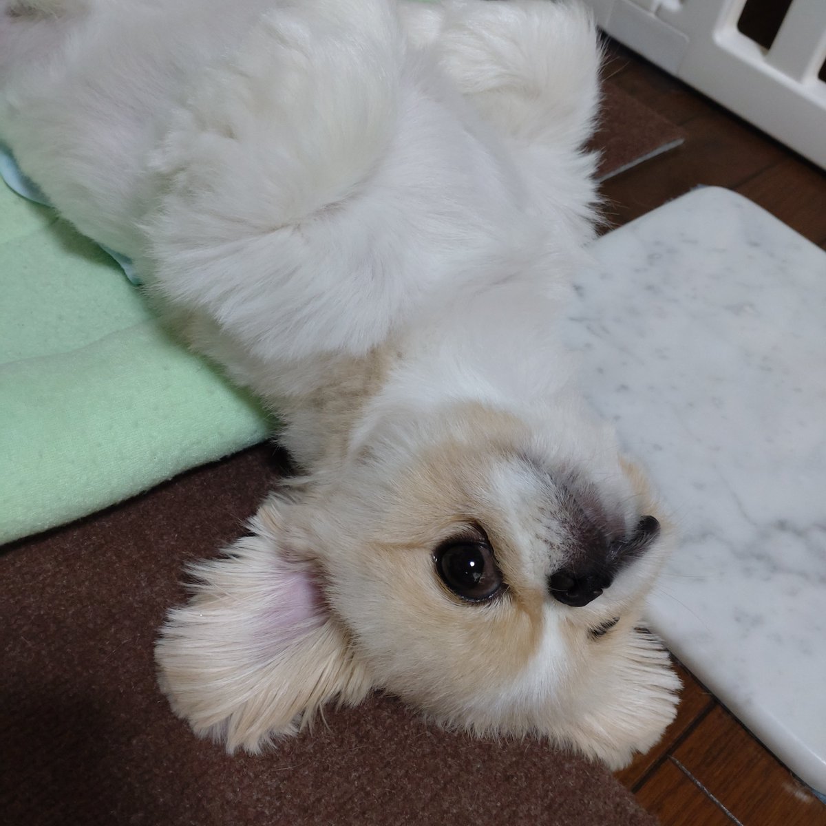 11momonosuke29's tweet photo. 順調にﾎﾟﾝﾎﾟﾝﾍﾟｲﾝがよくなってほっとしましたたのすけ🍑
(昨晩は家族全員ちゃんと眠れました)

#ペキニーズ
#もものすけ1歳 https://t.co/FQcSiK0Blm