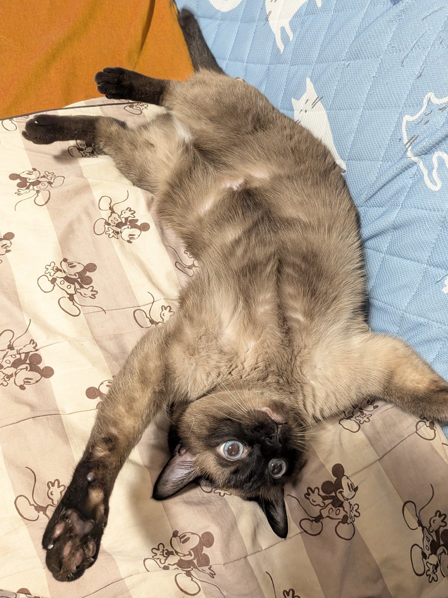 yoisyoooi24's tweet photo. 猫が秋の味覚を満喫し過ぎて肥えた… https://t.co/klJ2qKTWIG