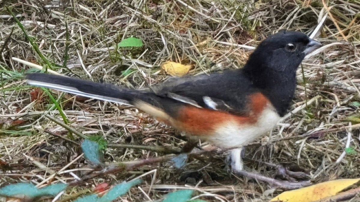 theaterlover1's tweet photo. Eastern towhee Monday in @CentralParkNYC #BirdTwitter #BirdsSeenIn2026 #birdcpp https://t.co/O8vmV1Rt0o