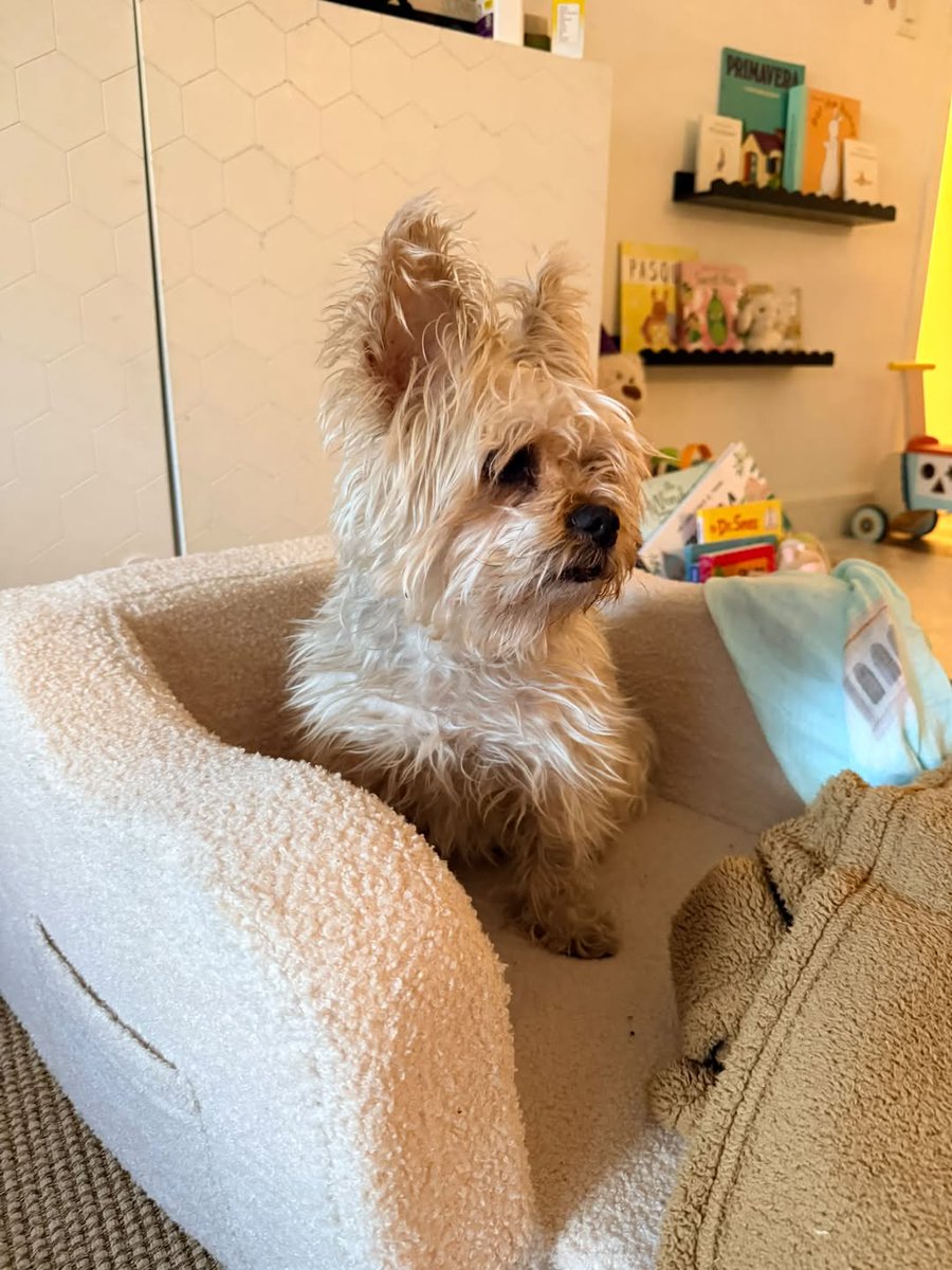NYUDocs's tweet photo. Tune to Pets and Your Health at 6amET. @fadams talks #petobesity with @DrErnieWard & Dr. Jessica Melman #BespokeVeterinaryServices is out #VetonCall. Call 877-698-3627 with all your questions. Stream it here: https://t.co/vuGRUcZrG6 https://t.co/LnvHhizPH1