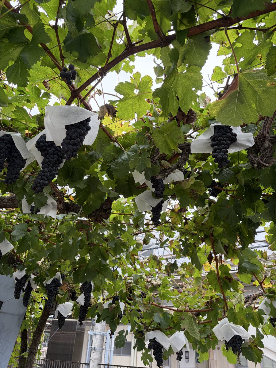 comendoomori's tweet photo. おはようございます☀駅にあるワイン用のぶどう🍇の木、勝手に取って食べていいそうです。美味しかった😋本日も宜しくお願い致します🍀倉敷市児島の不動産情報は→https://t.co/6pBunME5Fq https://t.co/Mpwoxq8iG3