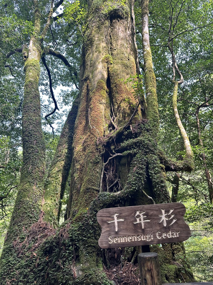 ringo_1125jp's tweet photo. 屋久島にて。 https://t.co/vE6gStIf1c