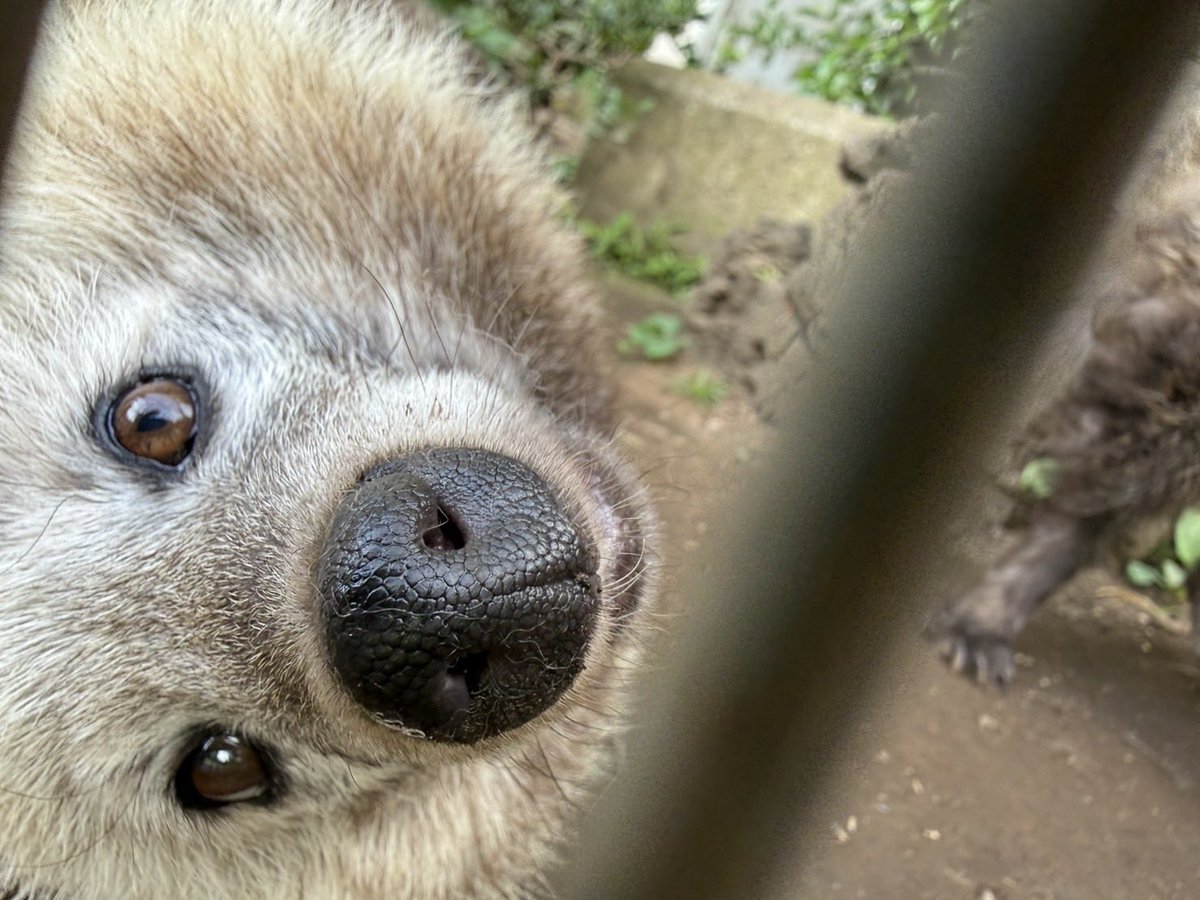 kumamotocityzoo's tweet photo. 【 訃報 】
9月29日、ホンドタヌキ(♀) おふくが亡くなりました。
死因は腫瘍によるものと考えられます。
おふくは2018年に県の鳥獣保護センターから来園しました(年齢不明)。

これまでおふくを可愛がってくださった皆様、本当にありがとうございました。 https://t.co/mezpZ6USXV