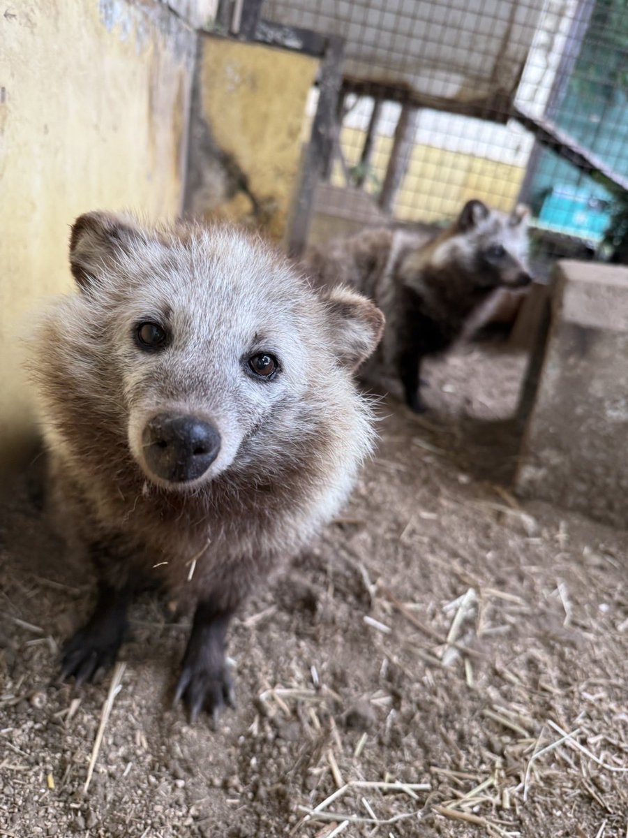 kumamotocityzoo's tweet photo. 【 訃報 】
9月29日、ホンドタヌキ(♀) おふくが亡くなりました。
死因は腫瘍によるものと考えられます。
おふくは2018年に県の鳥獣保護センターから来園しました(年齢不明)。

これまでおふくを可愛がってくださった皆様、本当にありがとうございました。 https://t.co/mezpZ6USXV