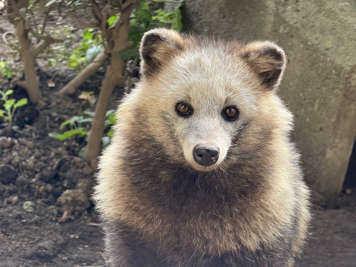 kumamotocityzoo's tweet photo. 【 訃報 】
9月29日、ホンドタヌキ(♀) おふくが亡くなりました。
死因は腫瘍によるものと考えられます。
おふくは2018年に県の鳥獣保護センターから来園しました(年齢不明)。

これまでおふくを可愛がってくださった皆様、本当にありがとうございました。 https://t.co/mezpZ6USXV