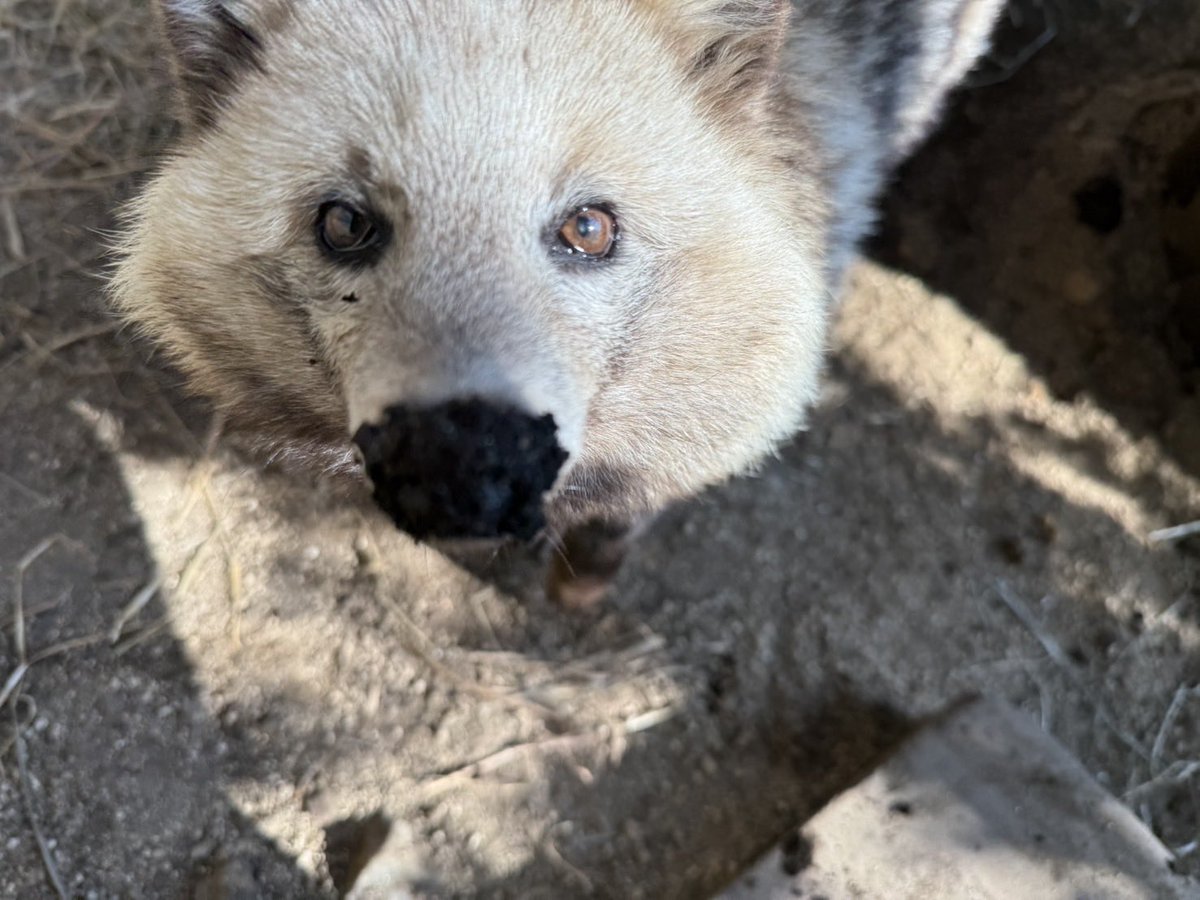 kumamotocityzoo's tweet photo. 【 訃報 】
9月29日、ホンドタヌキ(♀) おふくが亡くなりました。
死因は腫瘍によるものと考えられます。
おふくは2018年に県の鳥獣保護センターから来園しました(年齢不明)。

これまでおふくを可愛がってくださった皆様、本当にありがとうございました。 https://t.co/mezpZ6USXV