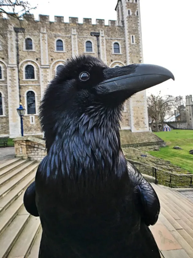 WarrenAround's tweet photo. @TheProjectUnity The ravens have left the tower https://t.co/NdVJ0RTBU5