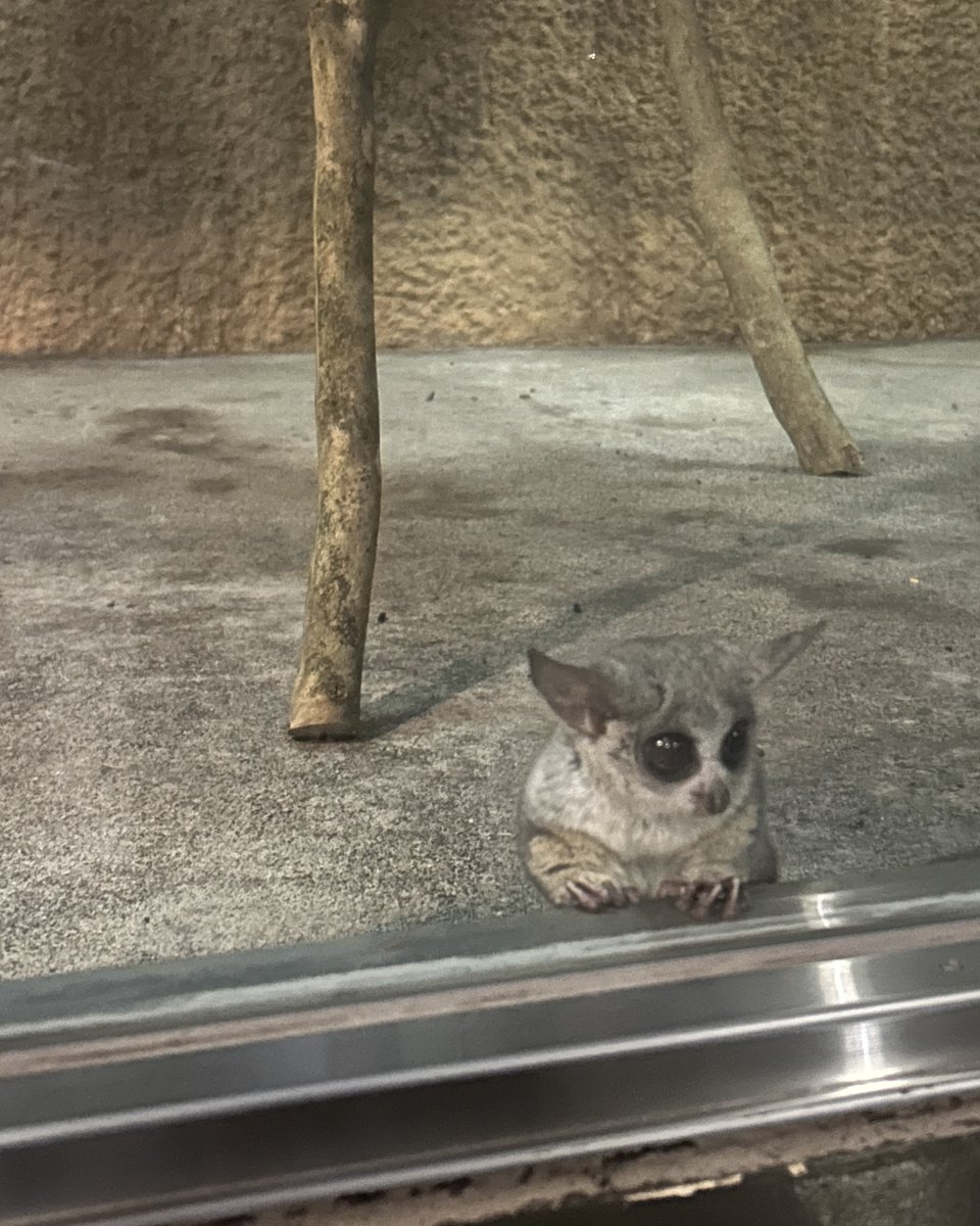 hirakawazoo's tweet photo. ごはんまだかなぁ💭
#マグマシティ　#平川動物公園　#ショウガラゴ　#食いしん坊のガブ https://t.co/i73QYAMUKt