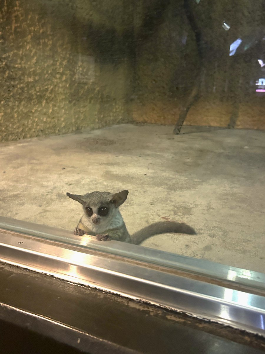 hirakawazoo's tweet photo. ごはんまだかなぁ💭
#マグマシティ　#平川動物公園　#ショウガラゴ　#食いしん坊のガブ https://t.co/i73QYAMUKt
