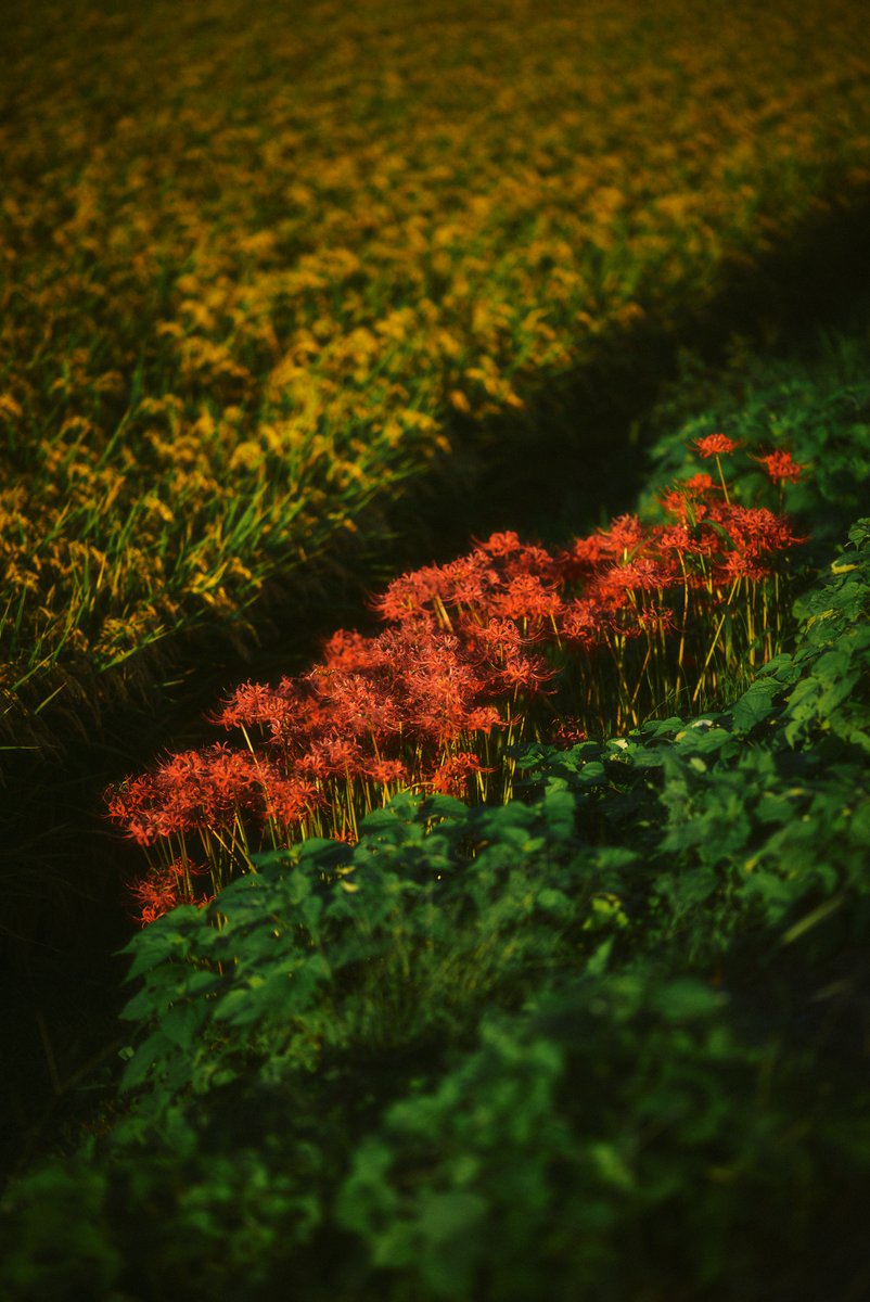 shintake_photo's tweet photo. Countryside scenes in Japan. https://t.co/9rViFO3W78