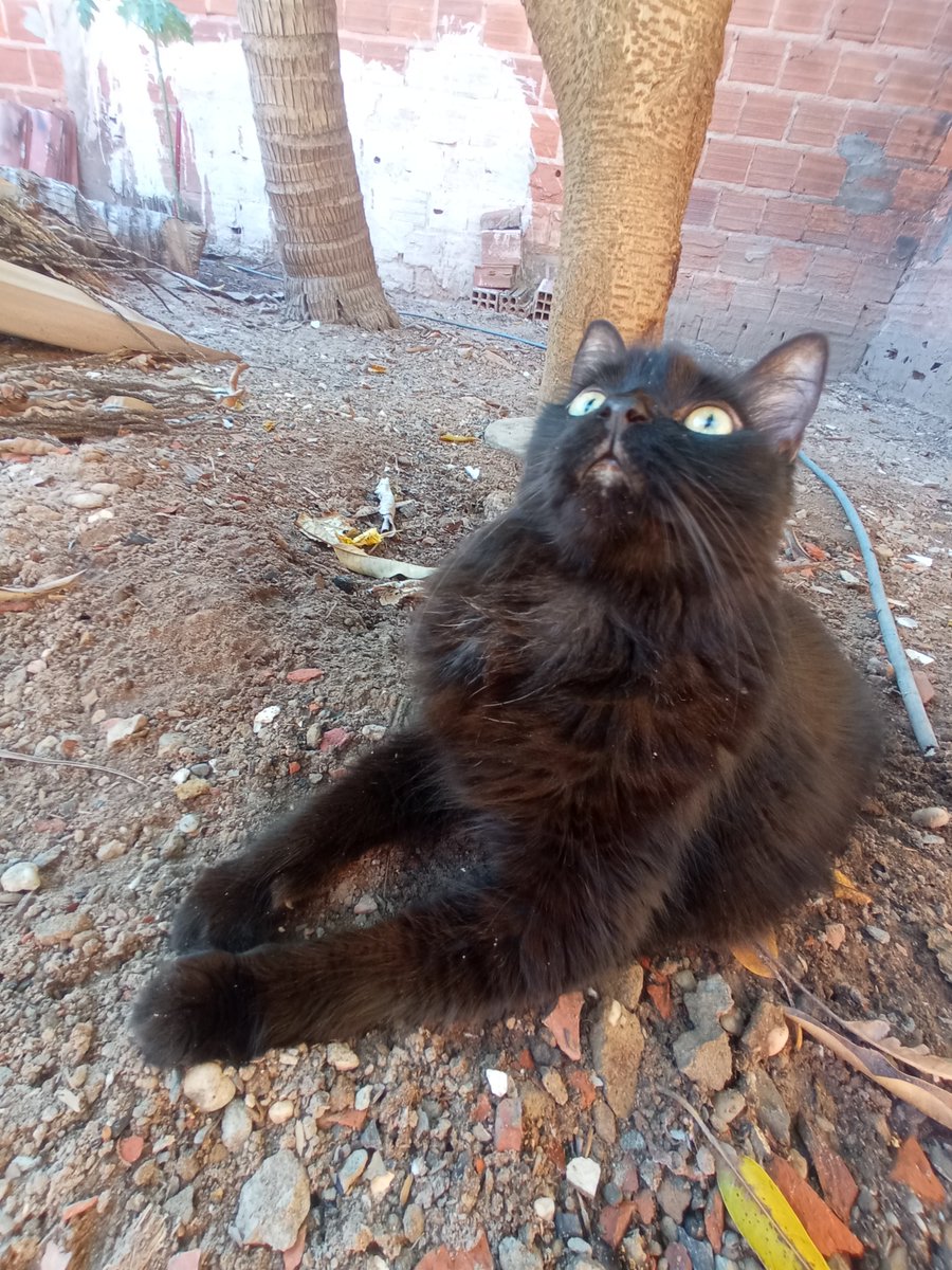 o_caio_caiu's tweet photo. Não gosto de pedir mas infelizmente preciso de ajuda para o tratamento do meu grande amigo felino, semana passada ele foi internado, voltou pra casa, mas ainda falta exames e hj ele está mal e não quer comer ou beber, e acabou o dinheiro esse mês. qualquer ajuda é bem vinda! https://t.co/lwaclKRG0q