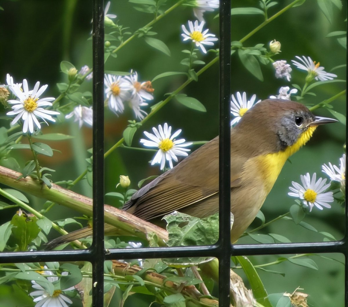 theaterlover1's tweet photo. Common yellowthroat Monday in @CentralParkNYC #BirdTwitter #BirdsSeenIn2026 #birdcpp https://t.co/8NKOd2qUcG