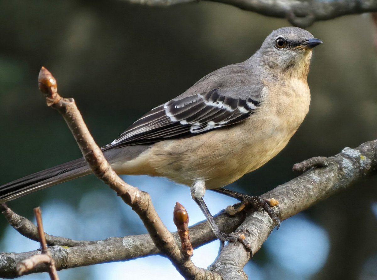 theaterlover1's tweet photo. Mockingbird Monday in @CentralParkNYC #BirdTwitter #BirdsSeenIn2026 #birdcpp https://t.co/8vIR4GJSrk