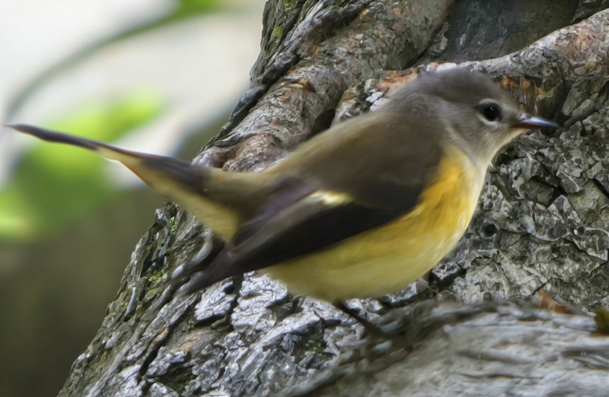 theaterlover1's tweet photo. Redstart Monday in @CentralParkNYC #BirdTwitter #BirdsSeenIn2026 #birdcpp https://t.co/VUPi5qLUDj