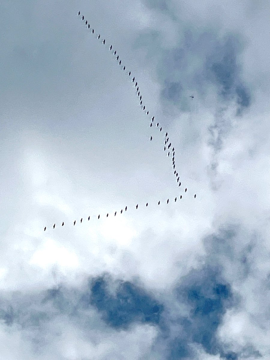 hna_airport's tweet photo. 群れをなして飛ぶ鳥この鳥は⁉️

ハクチョウです🦢✨

いわて花巻空港上空を通過する様子をキャッチしました👀

もうそんな時期かぁと、しみじみ感じております😌💭 https://t.co/i05Mr2ng1t