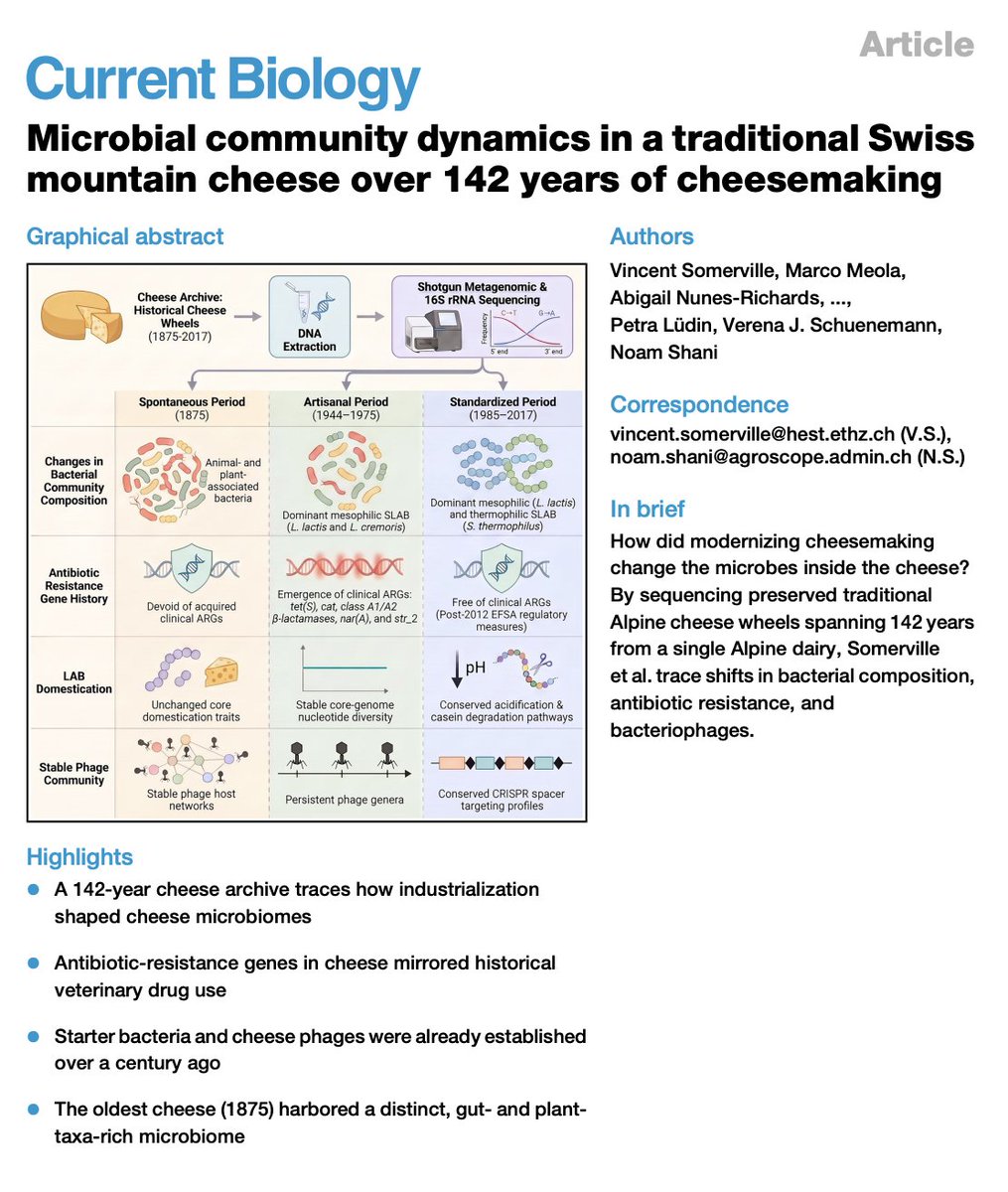DanTabin's tweet photo. Now we can pair ancient Cheese DNA with ancient wine DNA, how fancy 🧐🎩🧀🍷
In all seriousness this gives us an interesting look into the changes in fermentation microbial diversity over time, especially before/after industrialziation
Read the paper here https://t.co/5p9AYHfI5i https://t.co/y9sNckvHlm