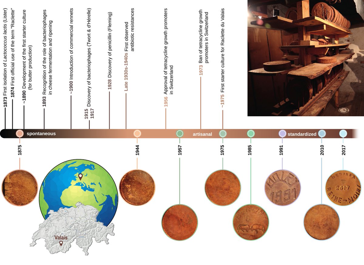 DanTabin's tweet photo. Now we can pair ancient Cheese DNA with ancient wine DNA, how fancy 🧐🎩🧀🍷
In all seriousness this gives us an interesting look into the changes in fermentation microbial diversity over time, especially before/after industrialziation
Read the paper here https://t.co/5p9AYHfI5i https://t.co/y9sNckvHlm