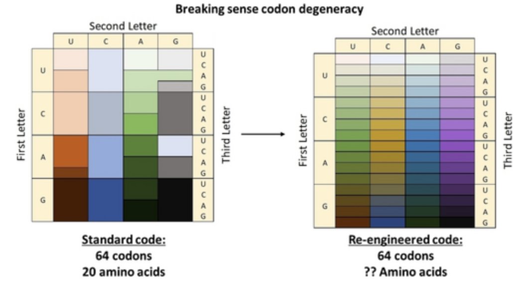 paperperday's tweet photo. Breaking the Degeneracy of Sense Codons – How Far Can We Go?

"towards a future where the 64 codons can encode more than 30 monomers"
https://t.co/RoKj2eOo4W https://t.co/ujGJoJmqs3