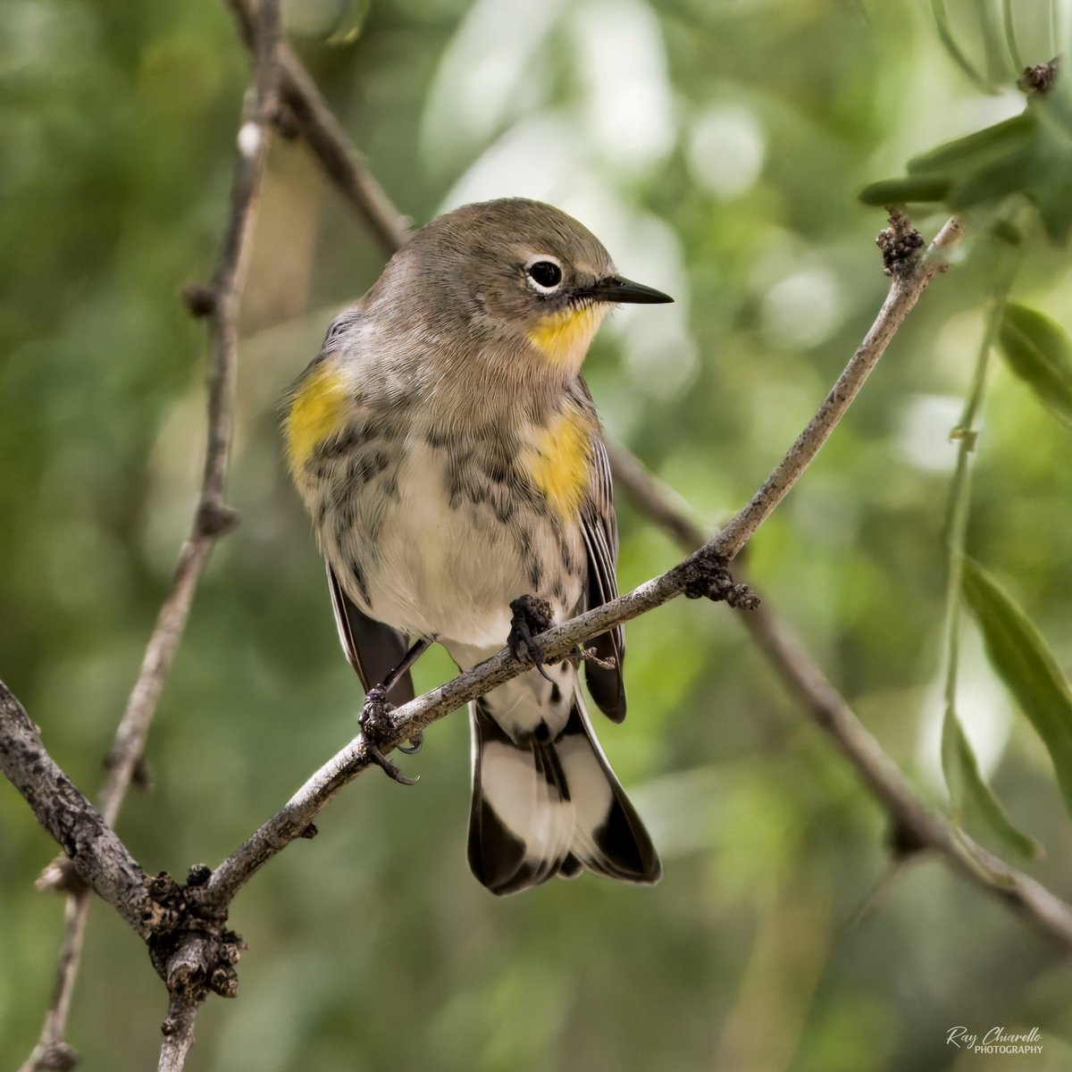 raychiarello's tweet photo. Another Yellow-rumped Warbler seen in our backyard yesterday.
#Bird #BackyardBirding #BirdTwitter #ElPaso #Texas https://t.co/vF7bHq0hog