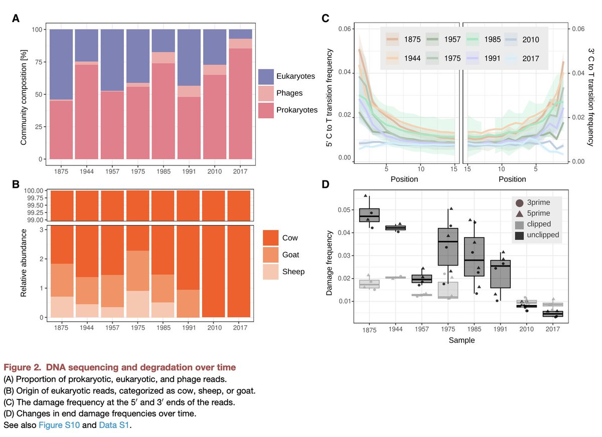 DanTabin's tweet photo. Now we can pair ancient Cheese DNA with ancient wine DNA, how fancy 🧐🎩🧀🍷
In all seriousness this gives us an interesting look into the changes in fermentation microbial diversity over time, especially before/after industrialziation
Read the paper here https://t.co/5p9AYHfI5i https://t.co/y9sNckvHlm