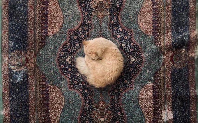 A cream-colored cat curls up sleeping on an ornate patterned rug featuring intricate blue, red, and gold designs.