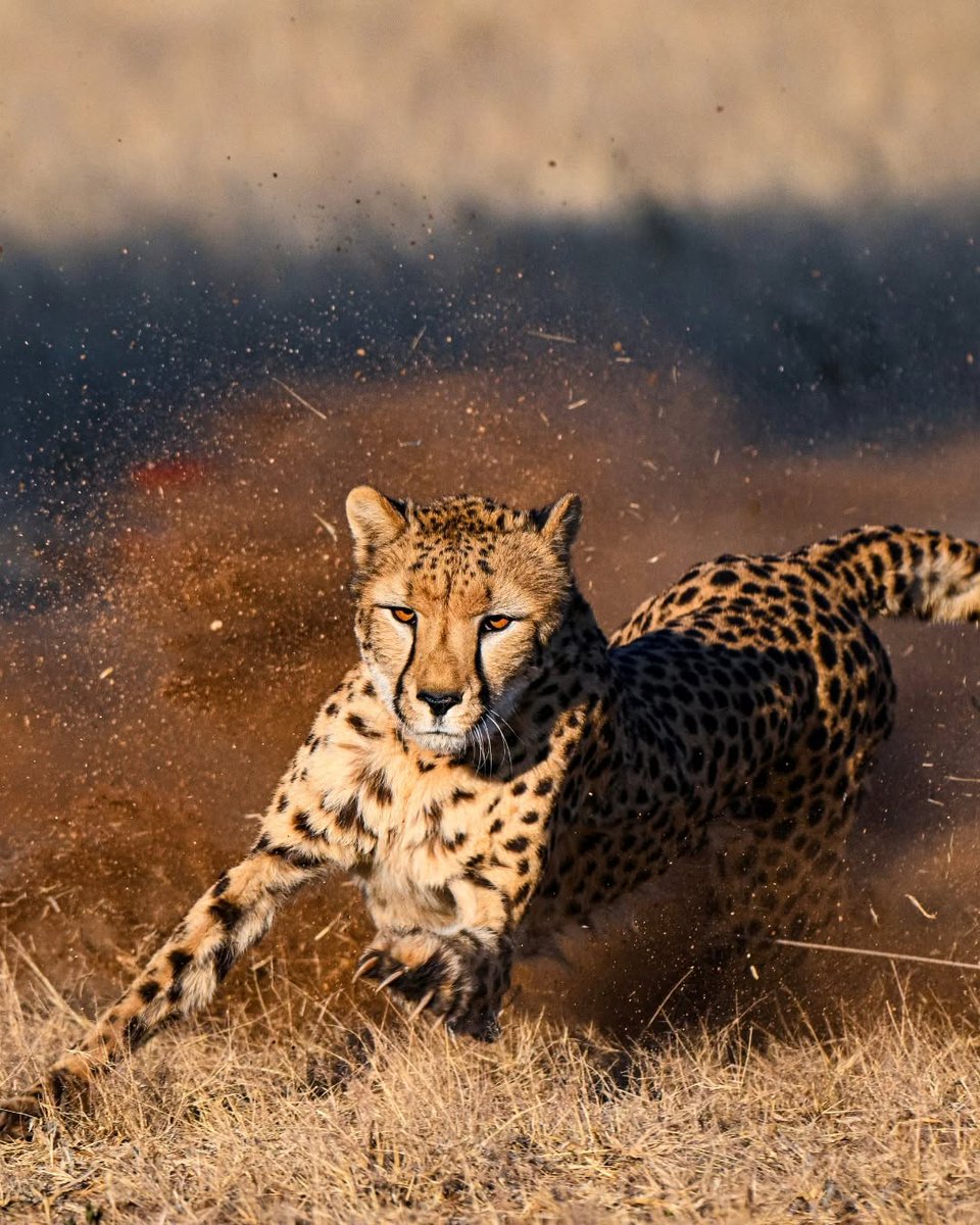 CCFCheetah's tweet photo. Meet our #Photographer of the Month, Leo Kim! Leo joined us in #Namibia as an intern, and captured incredible photographs of our resident #cheetahs, as well as the #wildlife and landscapes of Namibia. We're excited to share his #photography this week! 🐾

➡️Read more: 
🔗https://t.co/Qr5qoHR3eq