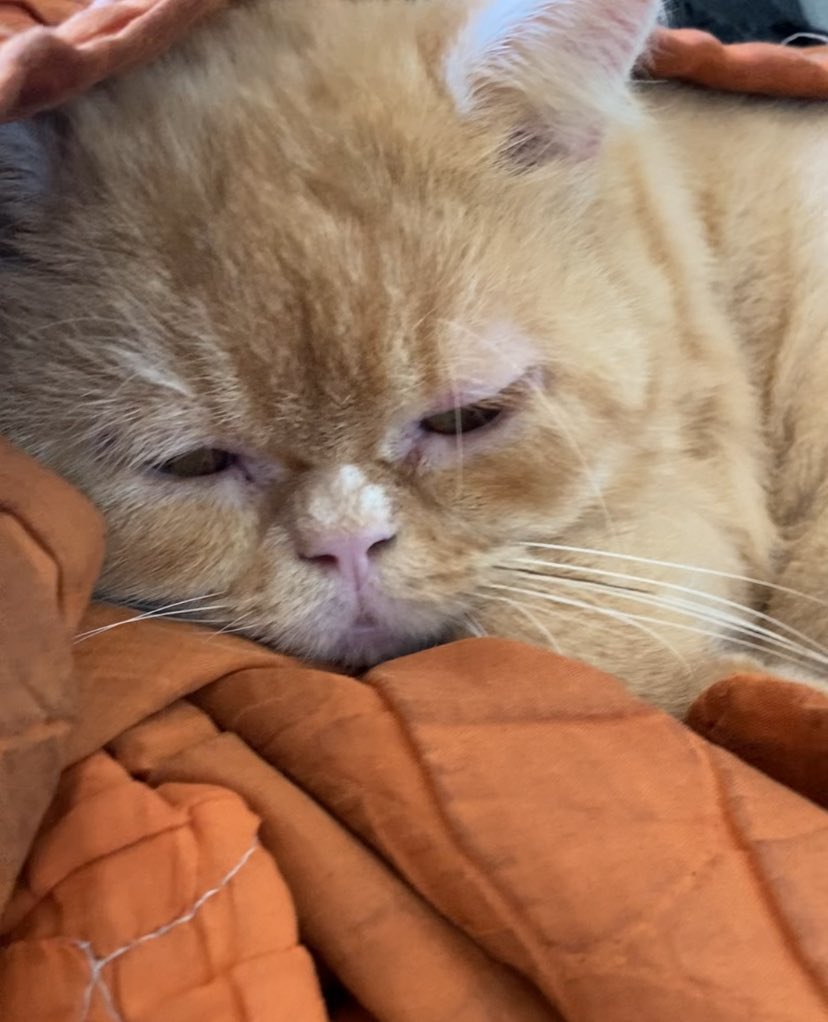 MeowSukkar's tweet photo. Sukkar's appointment is tomorrow 💔

He's so tired, and I'm so scared I can't protect him. His food and litter ran out.

43 more people giving €5 can feed him and keep him clean. Please don't scroll past, an RT helps too 🙏

https://t.co/Dzz0iz8GO7 https://t.co/Wz5lDsVtXR