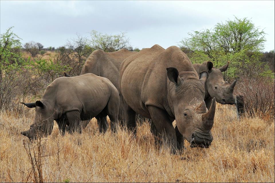 MENAFN's tweet photo. Rhinos And Elephants Can Cause Huge Problems If Reintroduced Badly Here's How To Get It Right #Rhinos #Elephants #Cause #Huge #Problems #Reintroduced #Badly #Here's #Right #USA #Russia #Biden #Ukraine #War #Palestine #Gaza #Israel # dlvr.​it/TVnb3p https://t.co/iGZnDGPQsT