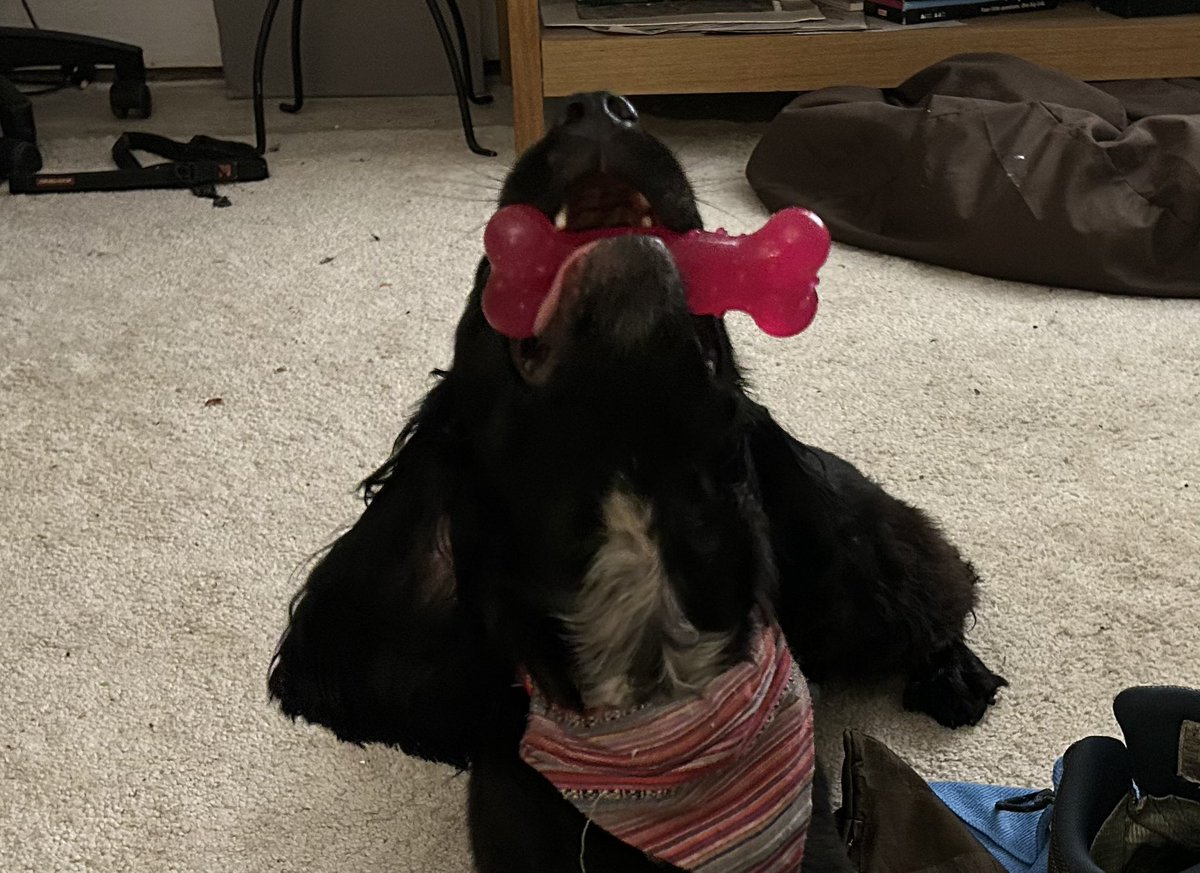 AlwaysDorasMum's tweet photo. I do like a dog who keeps herself entertained ☺️ https://t.co/sJXVHiuKjF