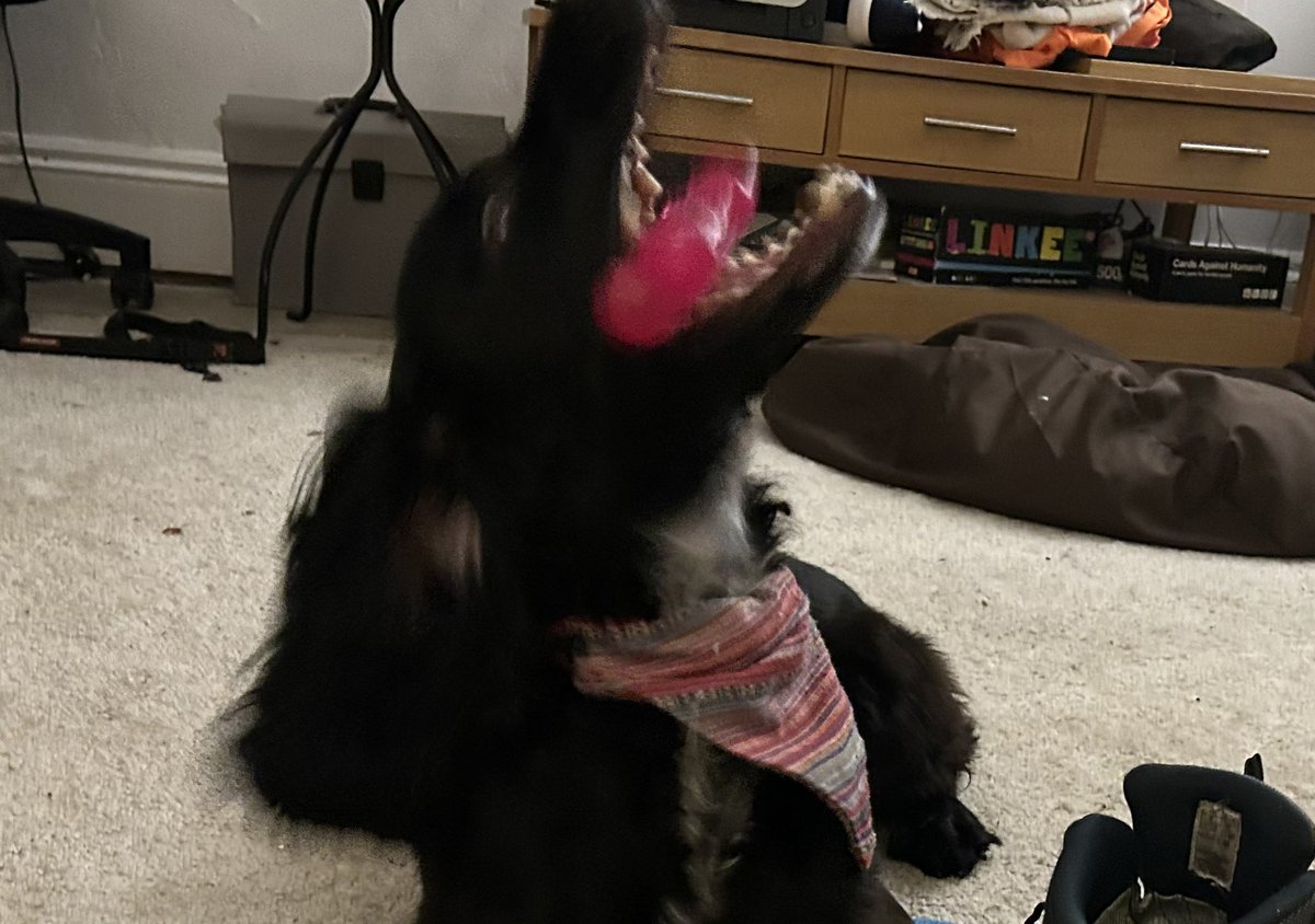 AlwaysDorasMum's tweet photo. I do like a dog who keeps herself entertained ☺️ https://t.co/sJXVHiuKjF