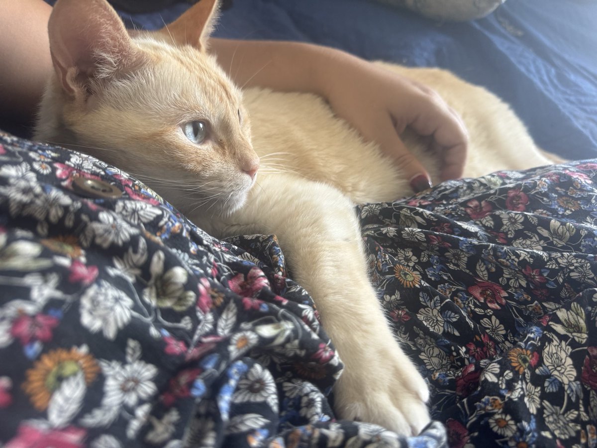SpanishMajesty's tweet photo. Almost done packing as @RebecaLady and I are going back to Spain tomorrow. Sad to leave London but looking forward to hugging My cats 😭 https://t.co/PVLOyDRgh5