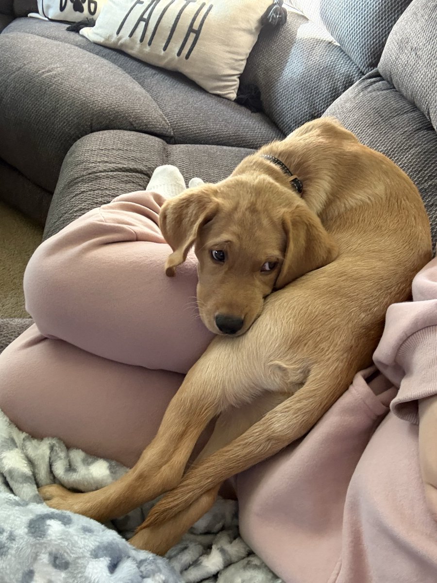 livinwithollie's tweet photo. Ollie boy is new to X so feel free to share his profile with friends!! Would love to spread his love with everyone!💚🐾

#new #dogsofx #cute #dogsoftwitter https://t.co/e9j2QvOkD5