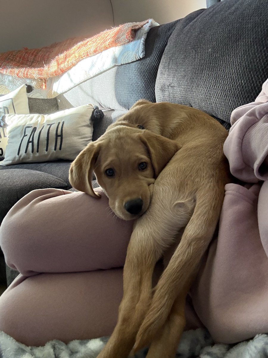 livinwithollie's tweet photo. Ollie boy is new to X so feel free to share his profile with friends!! Would love to spread his love with everyone!💚🐾

#new #dogsofx #cute #dogsoftwitter https://t.co/e9j2QvOkD5