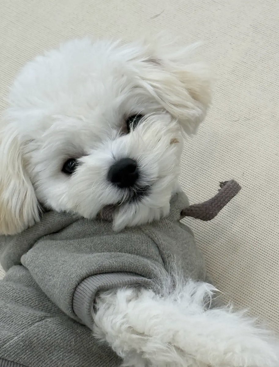 aerilemonzest's tweet photo. Fico encantada que a cada foto nova que sai da ponyo ela tá mais e mais parecida com a minjeong https://t.co/SYifshNtRF