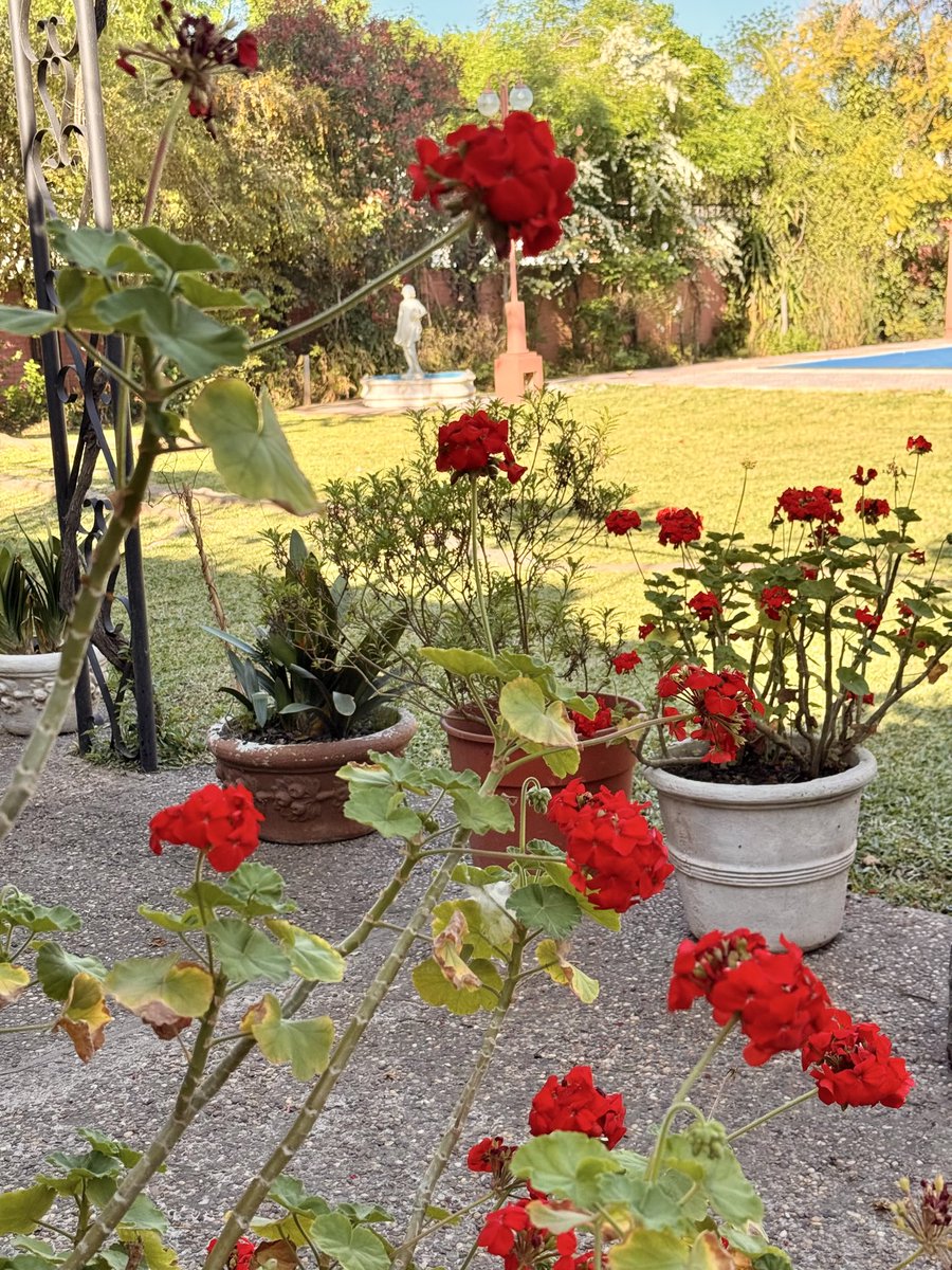 dyagripina's tweet photo. Where flowers bloom, so does hope 🌷 https://t.co/4nOmGPyIcQ