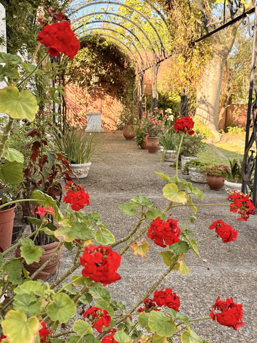 dyagripina's tweet photo. Where flowers bloom, so does hope 🌷 https://t.co/4nOmGPyIcQ