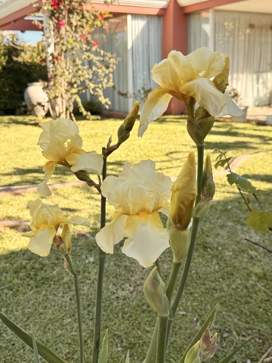 dyagripina's tweet photo. Where flowers bloom, so does hope 🌷 https://t.co/4nOmGPyIcQ