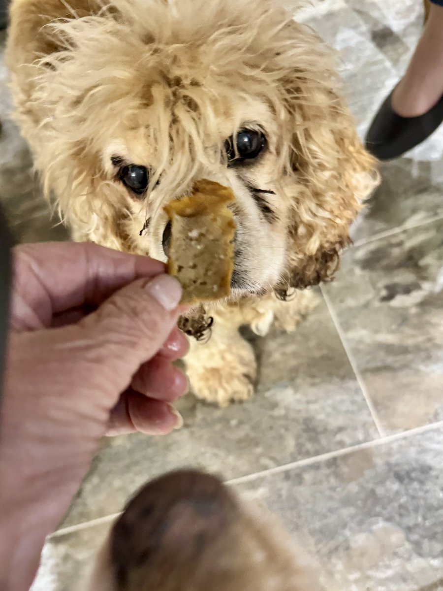 SpanielsSuper's tweet photo. @madcap_max Sorry #NotEnoughToShare
#TooDelicious
I only met it tonight for the first time?
Where has it been all of my life?
#DonnerKebabMyNewBestFriend
#LoveAtFirstBite https://t.co/SpErnppNXx