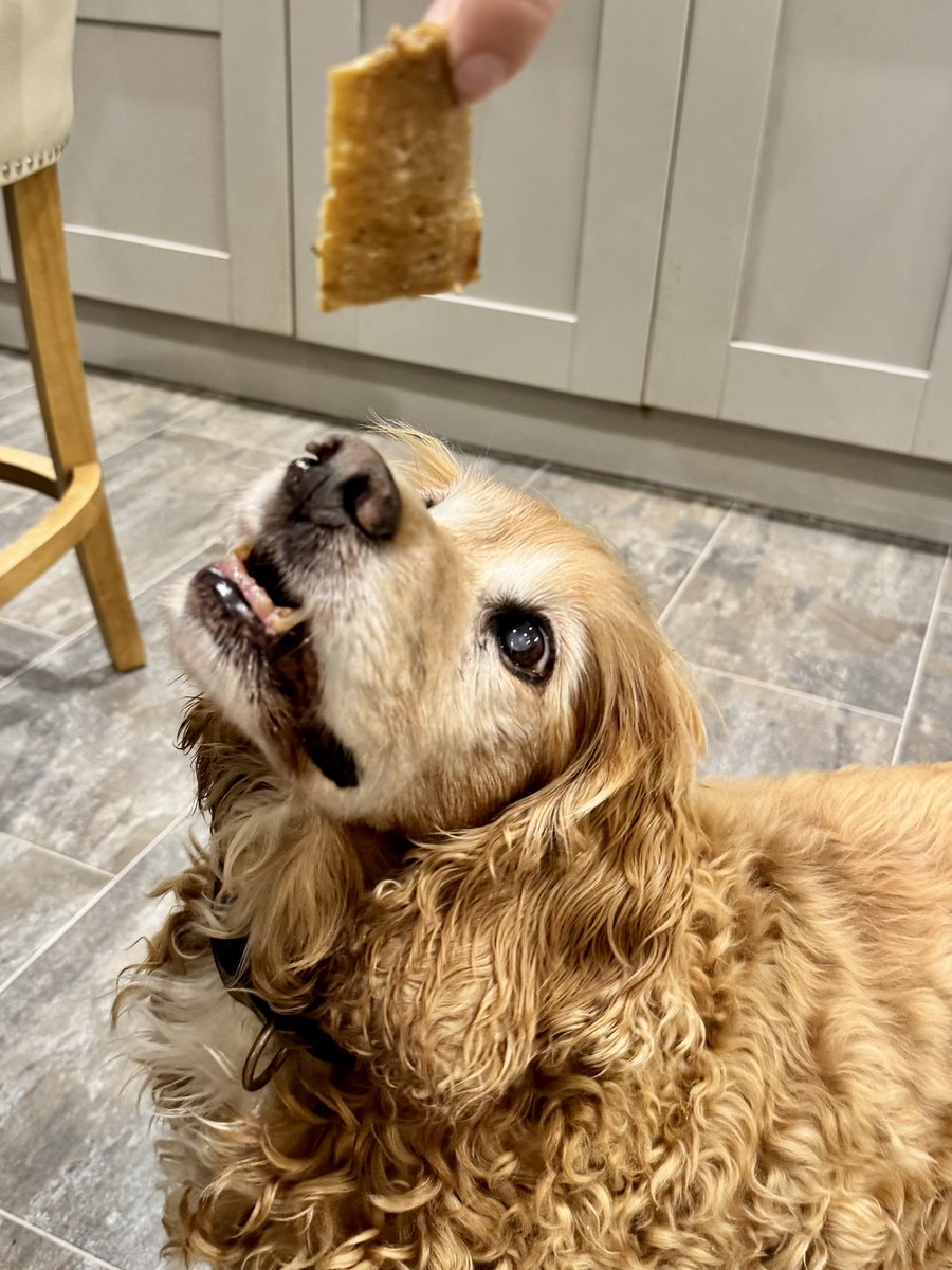 SpanielsSuper's tweet photo. @madcap_max Sorry #NotEnoughToShare
#TooDelicious
I only met it tonight for the first time?
Where has it been all of my life?
#DonnerKebabMyNewBestFriend
#LoveAtFirstBite https://t.co/SpErnppNXx