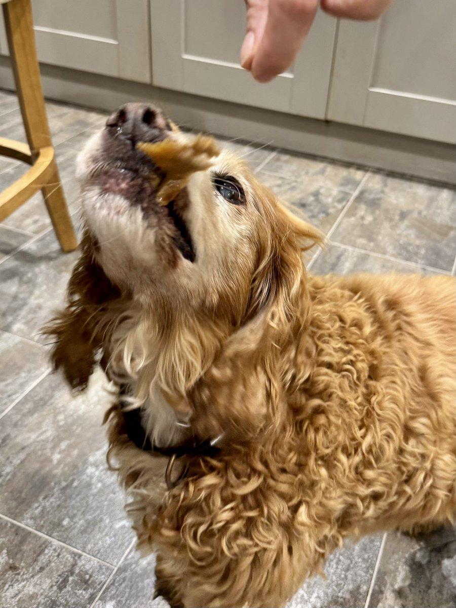 SpanielsSuper's tweet photo. @madcap_max Sorry #NotEnoughToShare
#TooDelicious
I only met it tonight for the first time?
Where has it been all of my life?
#DonnerKebabMyNewBestFriend
#LoveAtFirstBite https://t.co/SpErnppNXx