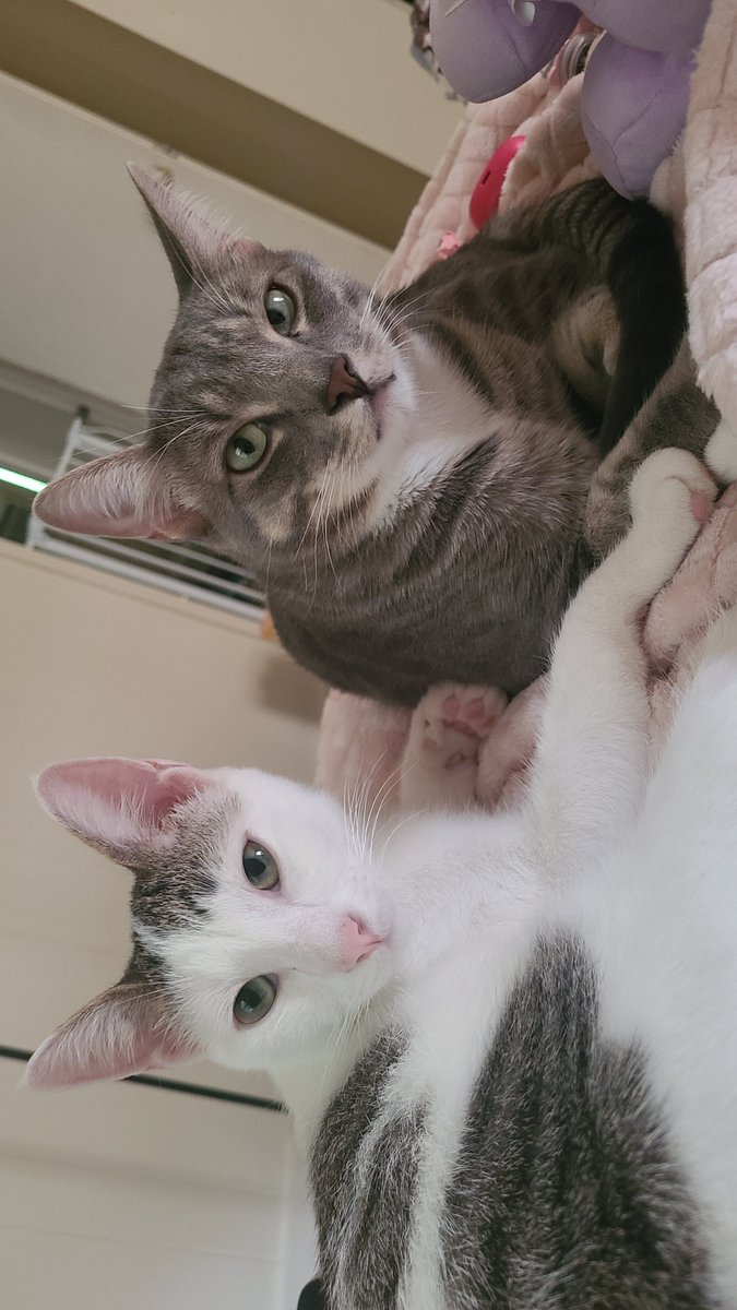 fr00giebread924's tweet photo. My Two Boys🩷 They're so Handsome🩷
#cats #CatlLife #cat #catmom #cattwt https://t.co/3CchjSENKI