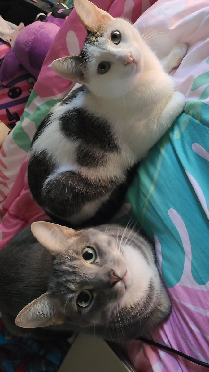 fr00giebread924's tweet photo. My Two Boys🩷 They're so Handsome🩷
#cats #CatlLife #cat #catmom #cattwt https://t.co/3CchjSENKI